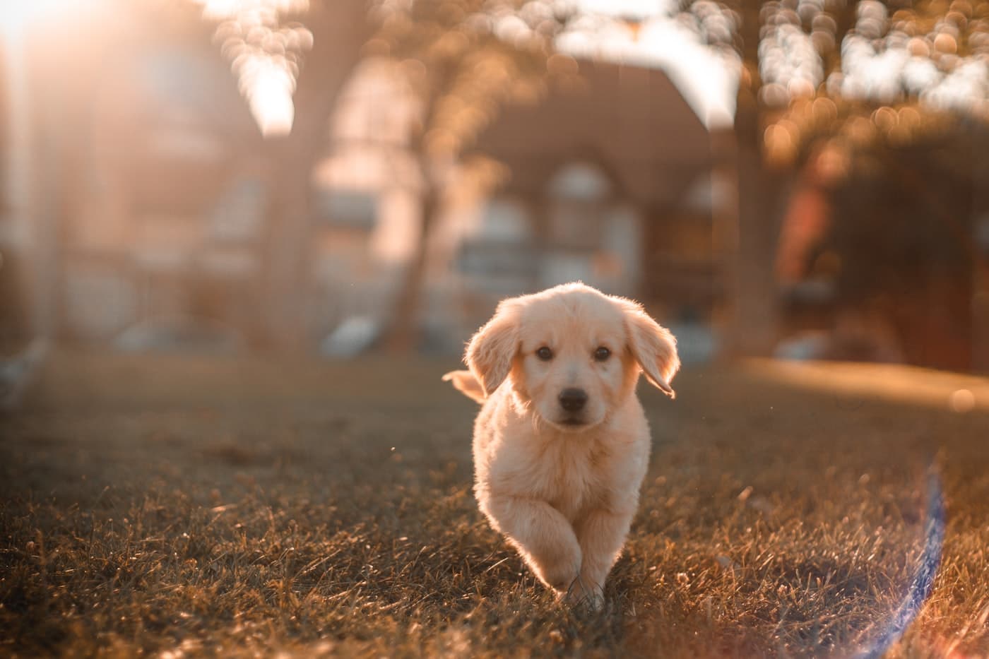 Atención veterinaria a un perro