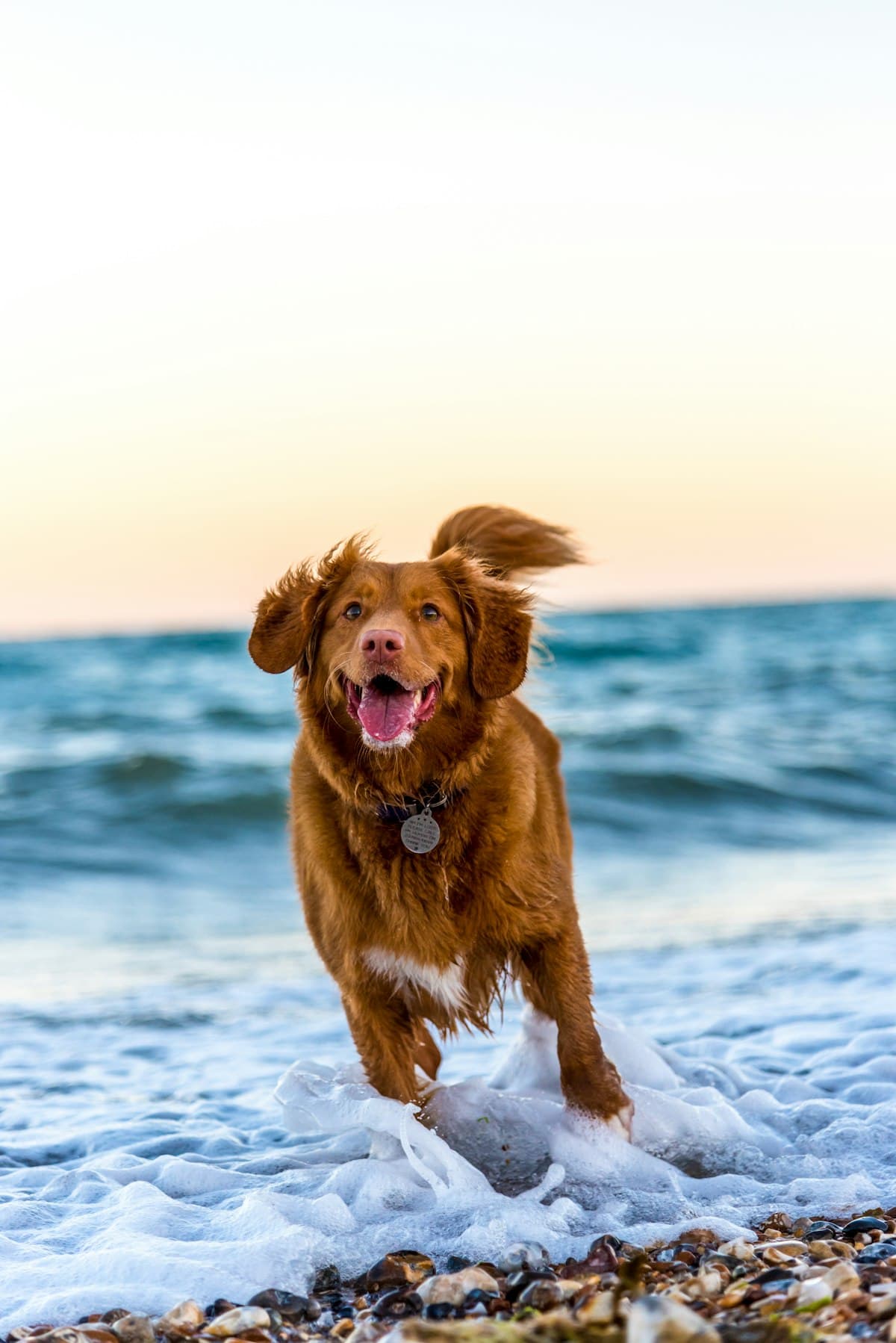 Perro al aire libre