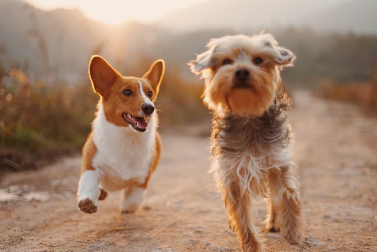 Cachorro en la clínica